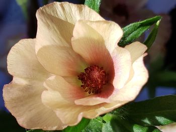 Close-up of hibiscus blooming outdoors