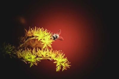 Close-up of flower over black background