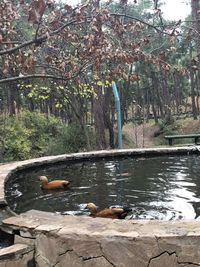 View of bird in lake