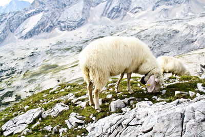 Sheep grazing on mountain