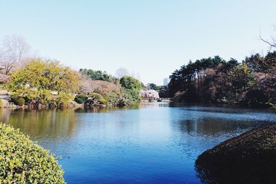 Reflection of trees in water