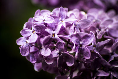 Close-up of purple flowering plant