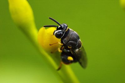 Close-up of bee on yellow flower