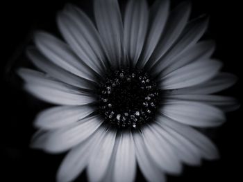 Close-up of flower over black background