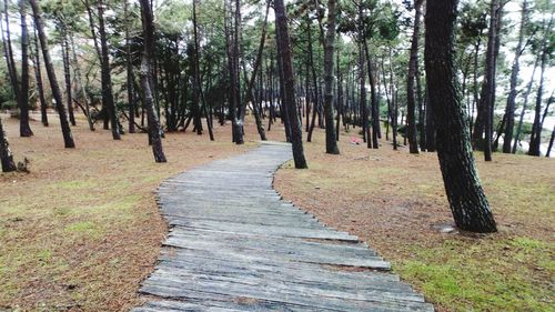 Trees in forest