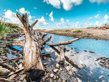 Driftwood on tree trunk against blue sky