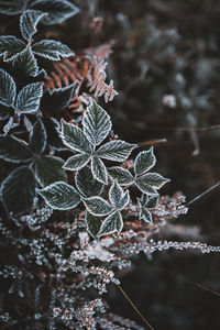 Close-up of frozen plant