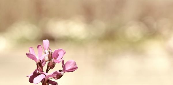 Close-up of pink cherry blossom