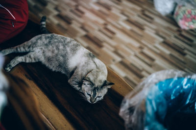 High angle view of cat sleeping on floor at home