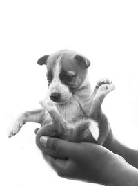 Close-up of hand holding puppy against white background