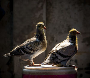 Youngster of home pigeon racing standing on the bucket