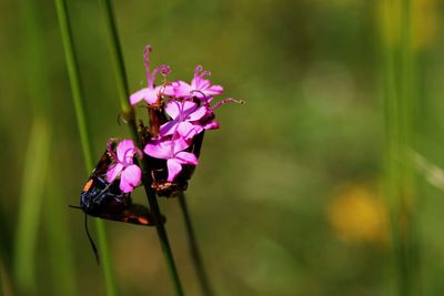 Close-up of insect on pink flower