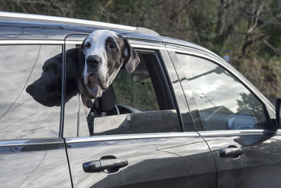 Close-up of dog looking through window from car
