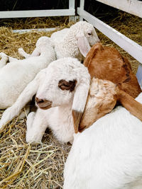 Goat and sheep resting in the corral