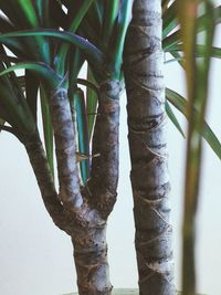 Close-up of bamboo tree trunk