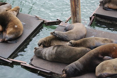 High angle view of sheep resting on lake