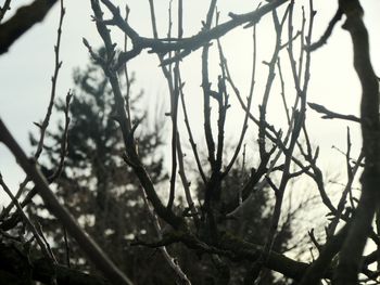 Close-up of branches against sky