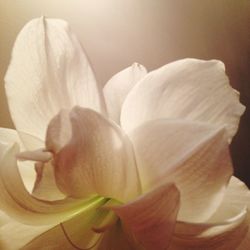 Close-up of flower blooming outdoors