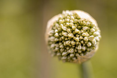 Macro view of a onion flower before blossoming with shallow depth of field