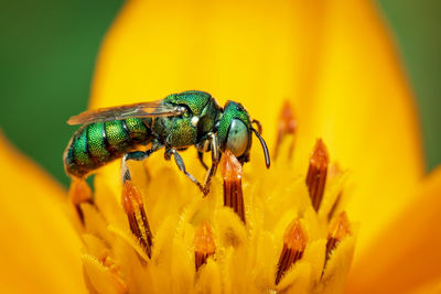 Close-up of insect on yellow flower