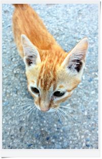 Portrait of cat