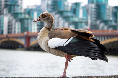 Close-up of bird perching on a lake