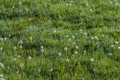 View of flowering plants on field