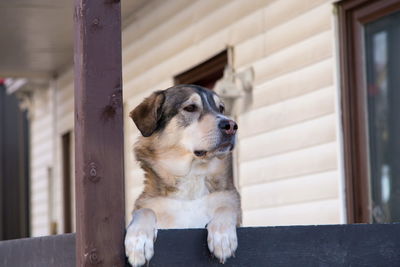 Cute husky mixed dog seen in half-profile staring and with paws over its home porch railing