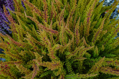 Close-up of plants