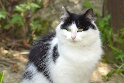 Close-up of cat sitting outdoors