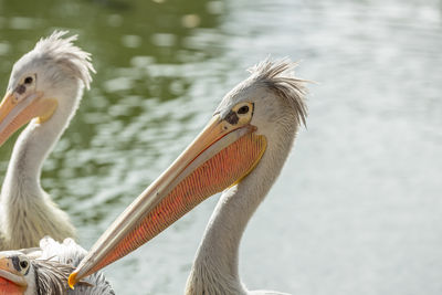 Close-up of pelican