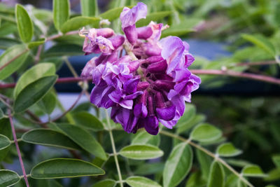 Close-up of purple flowers blooming outdoors