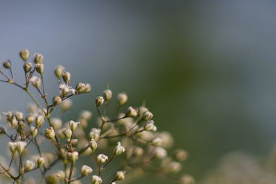 Close-up of white flowering plant