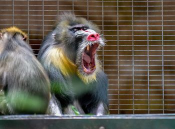 Close-up of monkey in cage