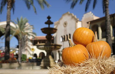 Close-up of pumpkins against plants