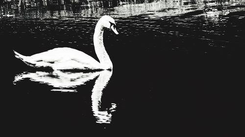 Swan swimming in lake