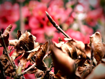 Close-up of dried plant