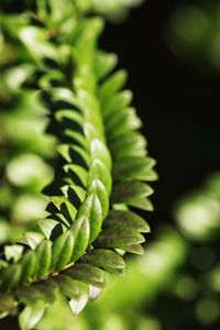 Close-up of fern leaves