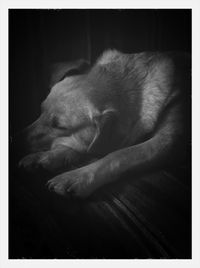 Cat sleeping on couch