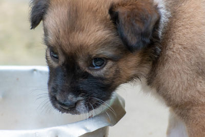 Close-up portrait of a dog drinking water