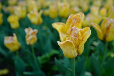 Close-up of yellow rose flower