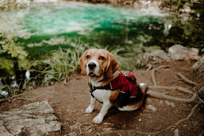 Dog looking away while sitting on land