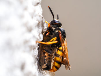 Close-up of bees mating on wall