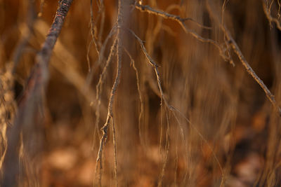 Close-up of crops on field