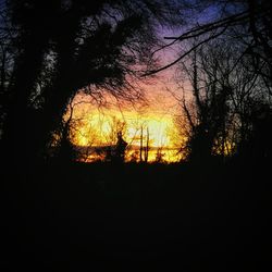 Silhouette trees against sky during sunset