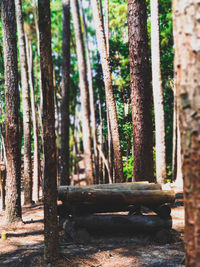 Trees in forest