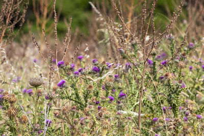 Close-up of purple flowering plants on field