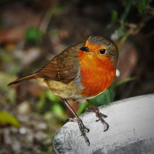 Close-up of bird perching on leaf