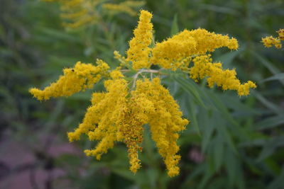 Close-up of yellow flowers