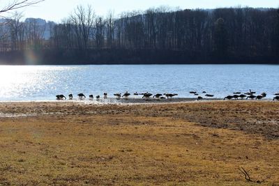 Birds in calm lake